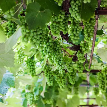 Podere Le Chiuse Semesterbostad