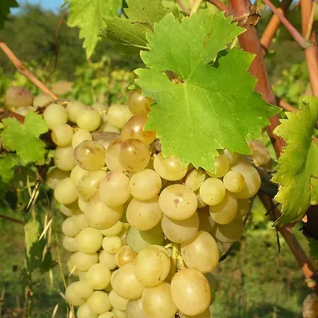 Podere Le Chiuse *